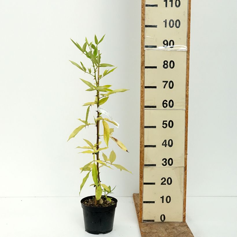 Zanthoxylum armatum  - Winged Prickly Ash 3L/4L pot sample as delivered in summer