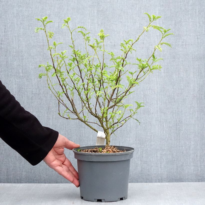 Zanthoxylum beecheyanum  3L/4L pot sample as delivered in spring