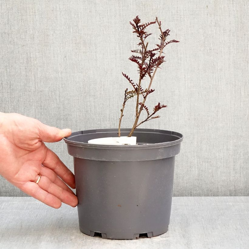 Zanthoxylum piperitum Black Magic 2L/3L pot sample as delivered in spring