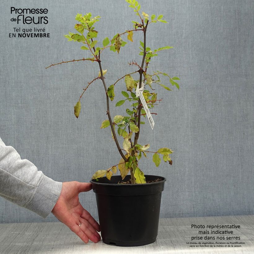 Zanthoxylum simulans 2L/3L pot sample as delivered in autumn