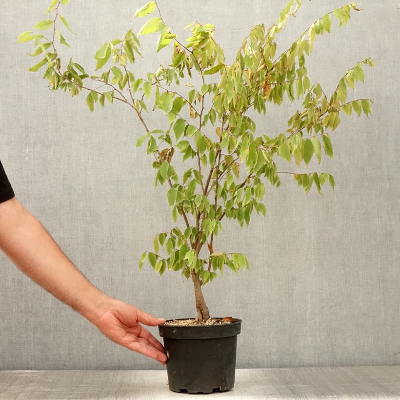 Zelkova serrata 3L/4L pot sample as delivered in summer