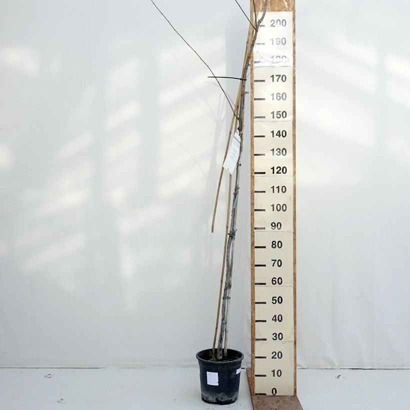 Zelkova serrata 7.5L/10L pot sample as delivered in winter