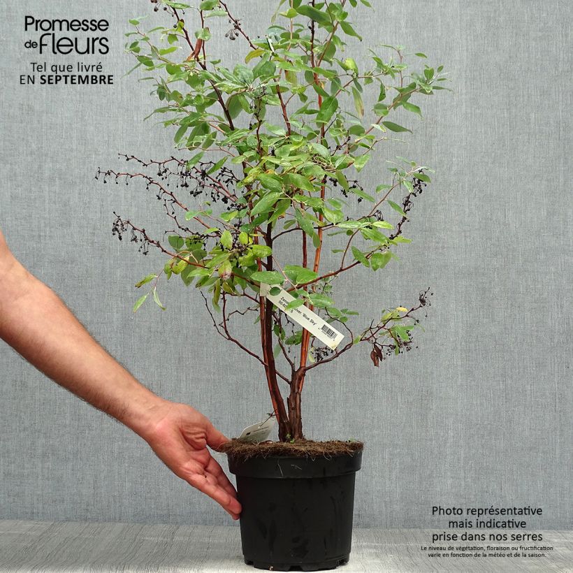 Zenobia pulverulenta Blue Sky 7.5L/10L pot sample as delivered in autumn