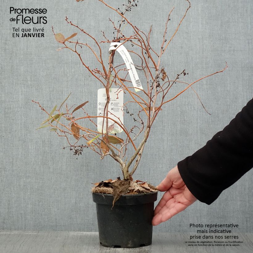 Zenobia pulverulenta Raspberry Ripple 2L/3L pot sample as delivered in winter