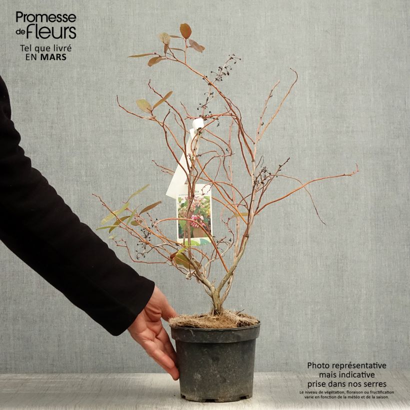 Zenobia pulverulenta Raspberry Ripple 2L/3L pot sample as delivered in spring