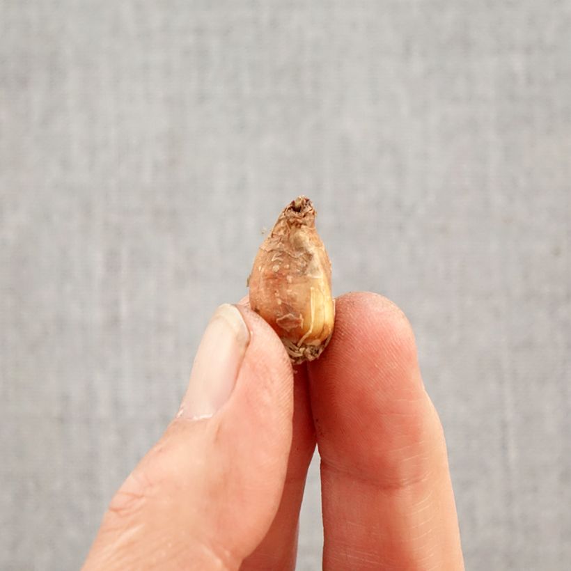 Zephyranthes candida Bulb size I sample as delivered in spring