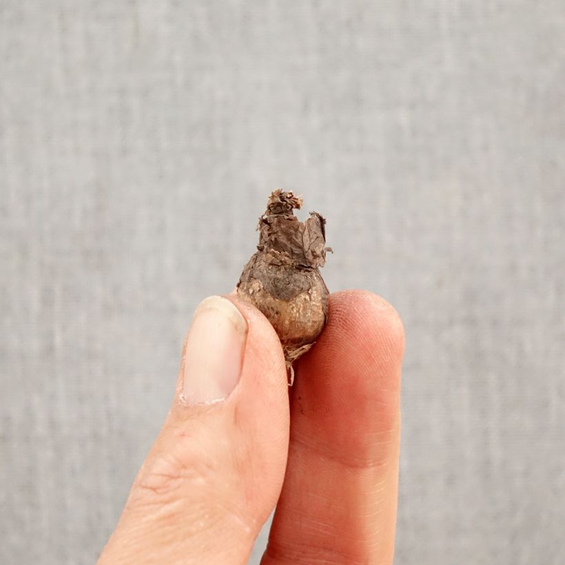 Zephyranthes citrina Bulb size I sample as delivered in spring