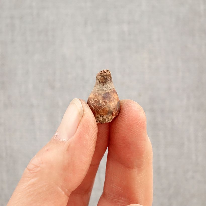 Zephyrantes rosea Bulb size I sample as delivered in spring