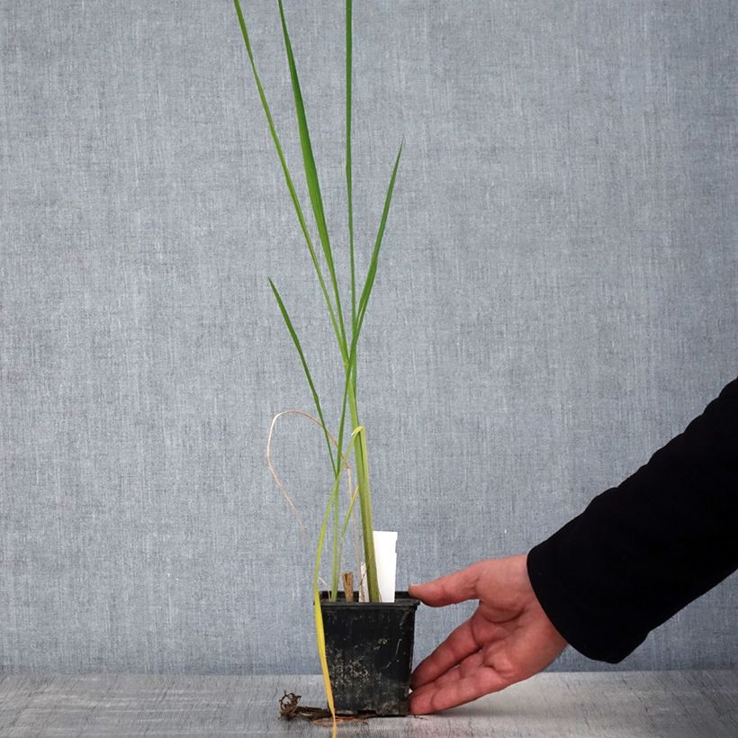Zizania latifolia  8/9 cm pot sample as delivered in spring