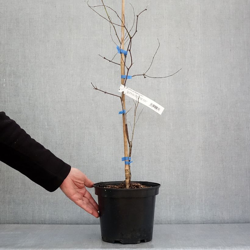 Ziziphus jujuba Abundance 3L/4L pot sample as delivered in winter