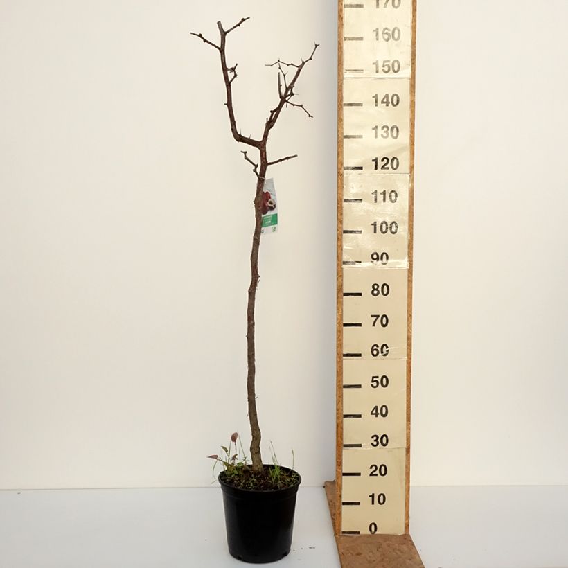 Ziziphus jujuba 7.5L/10L pot sample as delivered in autumn