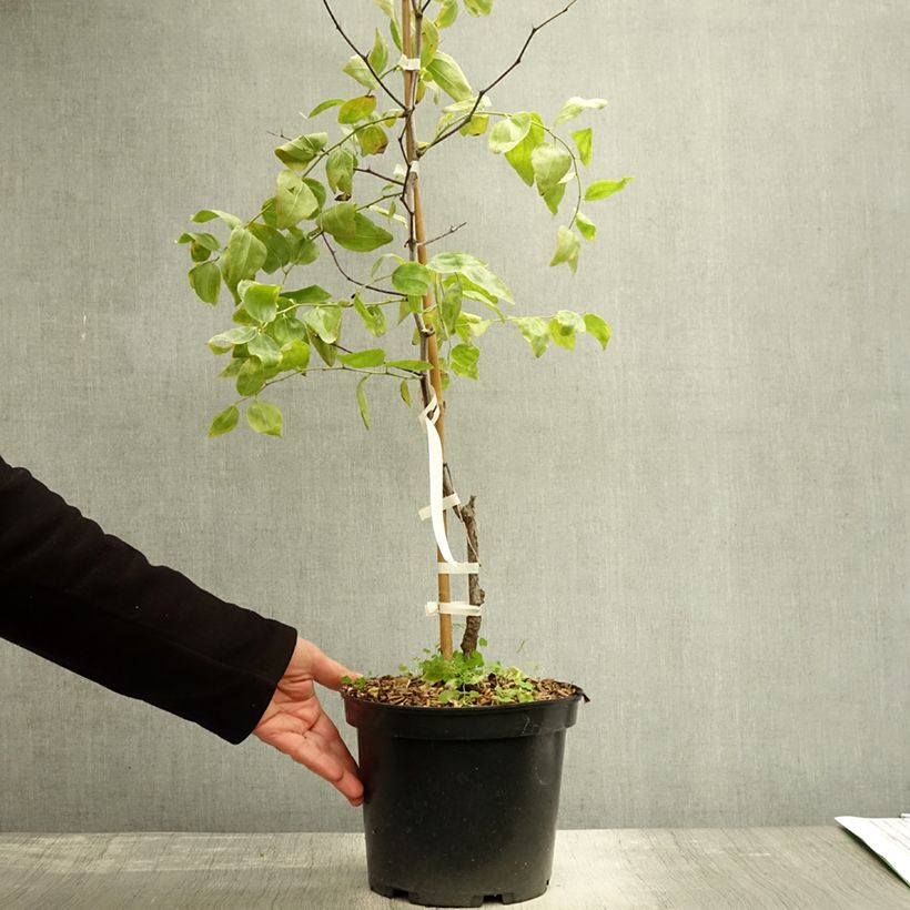 Ziziphus jujuba Li 2L/3L pot, Bush sample as delivered in autumn