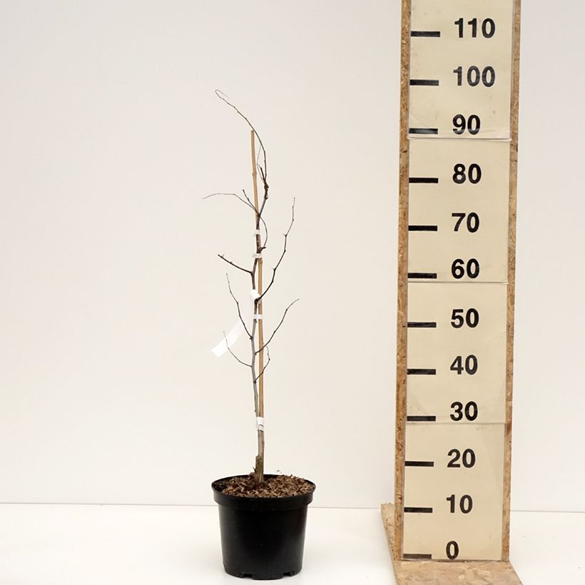 Ziziphus jujuba Li 2L/3L pot, Bush sample as delivered in winter