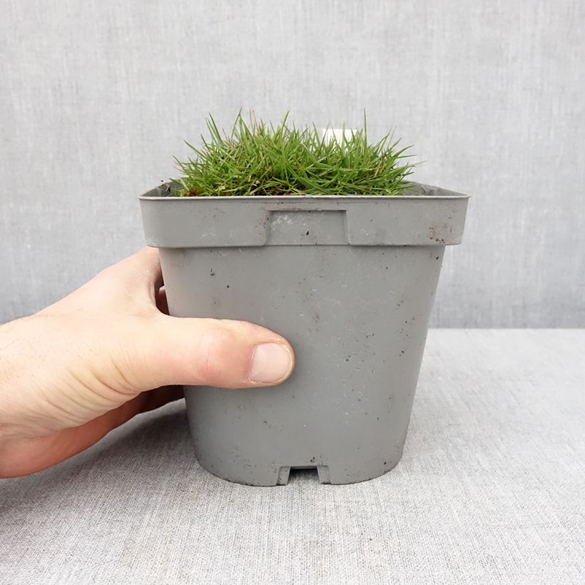 Zoysia tenuifolia 2L/3L pot sample as delivered in winter