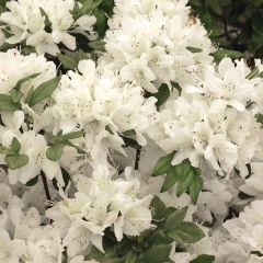 Azalea japonica Schneewittchen