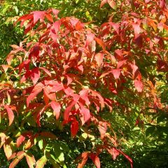 Acer triflorum - Maple