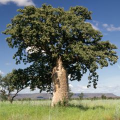 Adansonia gregorii - Boab
