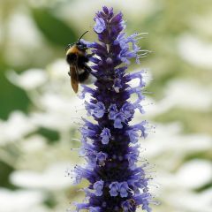 Agastache x rugosa Blue Fortune