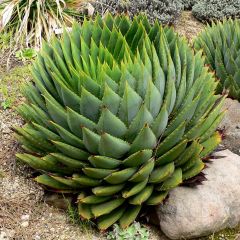 Aloe polyphylla