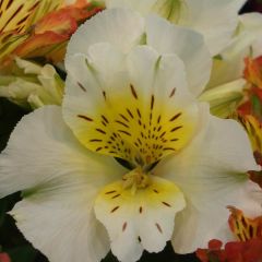 Alstroemeria Inticancha Cabana - Peruvian Lily