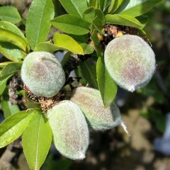 Dwarf Almond Garden Prince