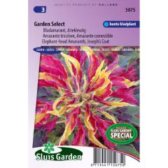 Amaranthus tricolor Garden Select Seeds - Josephs Coat