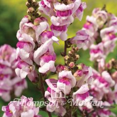 Antirrhinum majus Bronze Dragon - Dwarf Snapdragon seeds