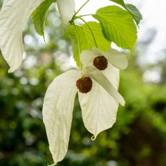 Davidia involucrata var. vilmoriniana - Dove Tree