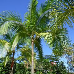 Archontophoenix cunninghamiana - Piccabeen Palm