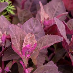 Red Orach