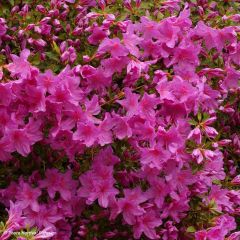 Azalea japonica Blue Danube