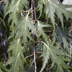 Betula pendula Crispa - Birch