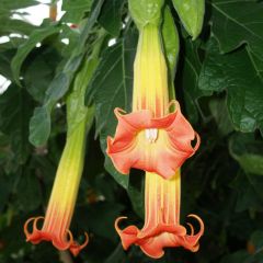 Brugmansia sanguinea - Red Angel's Trumpet
