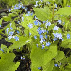 Brunnera macrophylla Green Gold - Siberian Bugloss