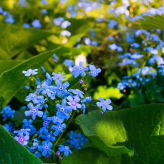 Brunnera sibirica - Siberian Bugloss