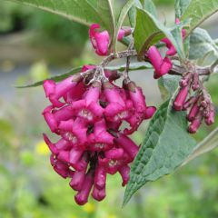 Buddleja colvilei - Butterfly Bush