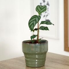 Ctenanthe oppenheimiana - Never-never plant