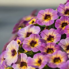 Calibrachoa Chameleon Blueberry Scone - Mini-Petunia