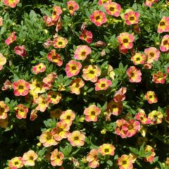 Calibrachoa Chameleon Sunshine Berry - Mini-Petunia