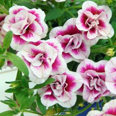 Calibrachoa MiniFamous Double PinkTastic - Double Mini-Petunia