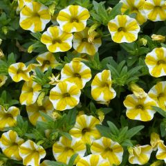 Calibrachoa Superbells Lemon Slice - Mini-Petunia