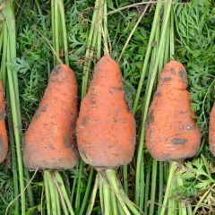 Carrot Chantenay à Coeur Rouge - Daucus carota