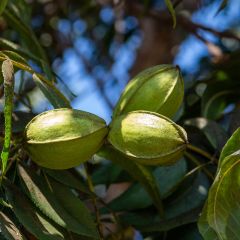 Carya illinoinensis Delmas - Pecan Tree