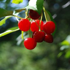 Dwarf Cherry Tree Cherry Boop