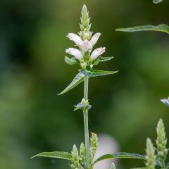 Chelone glabra