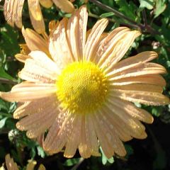 Chrysanthemum Mary Stoker