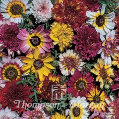 Summer Festival Keel Chrysanthemum - Chrysanthemum carinatum seeds