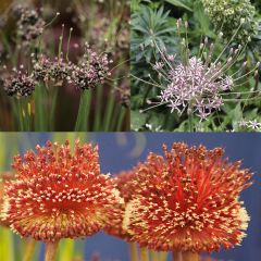 Collection of 10 Unique Alliums