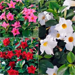 Collection of 3 Dipladenia Diamantina Jade