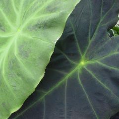 Colocasia Dragon Heart Gigantes - Elephants Ear